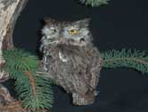 Eastern Screech Owl